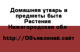 Домашняя утварь и предметы быта Растения. Нижегородская обл.